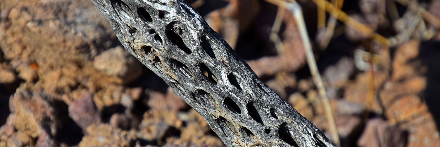 Chola Cactus Skeleton Near the Leaning Arch | Leaning Arch Loop | River Mountains | Lake Mead NRA, Nevada