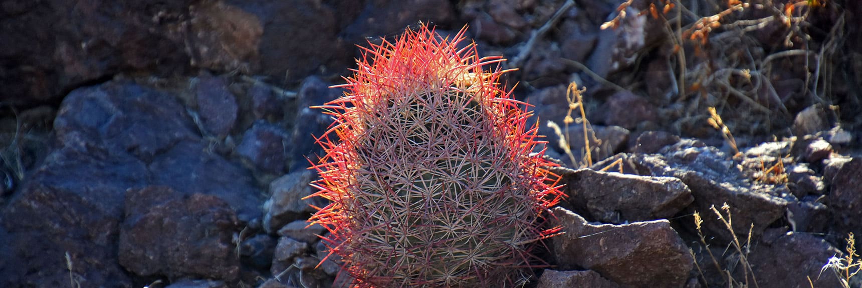 California Barrel Cactus Near the Leaning Arch | Leaning Arch Loop | River Mountains | Lake Mead NRA, Nevada