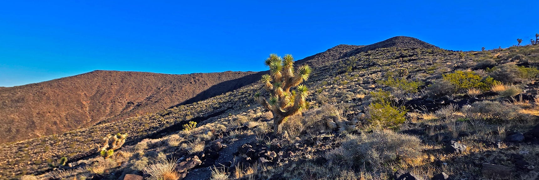 Joshua Trees Grace the Landscape Starting Around 4,000ft. | Black Mountain North Loop | McCullough Hills | Sloan Canyon National Conservation Area, Nevada