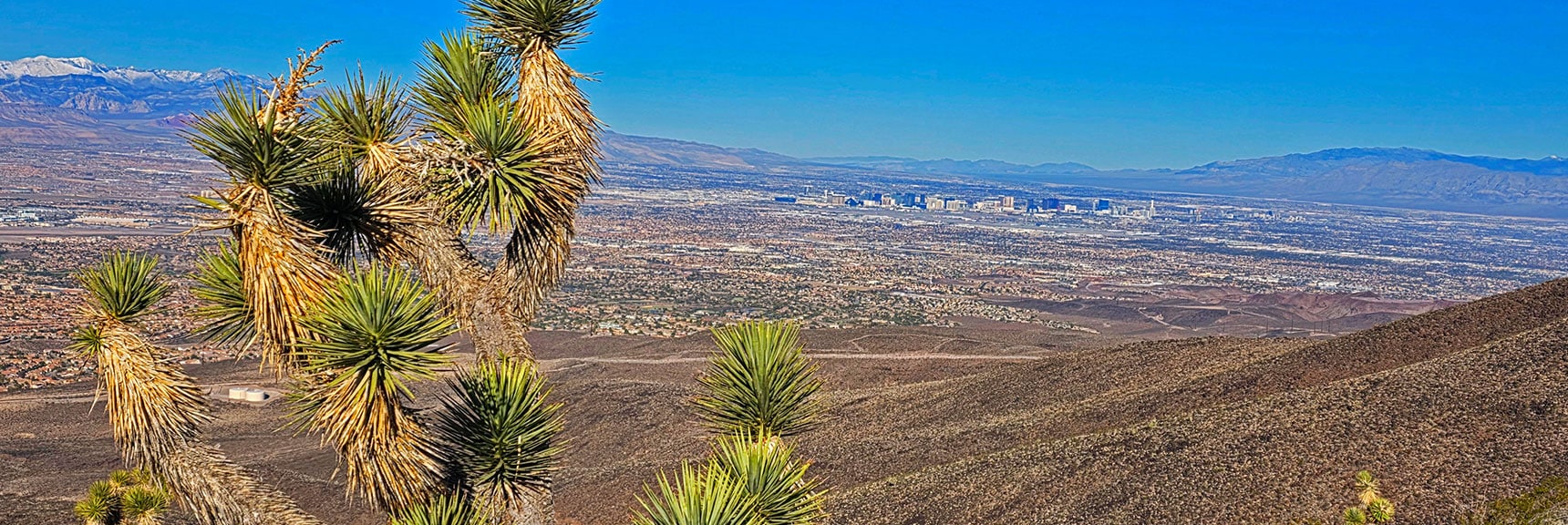 Joshua Tree to Backdrop of Strip and Mountains Beyond. | Black Mountain North Loop | McCullough Hills | Sloan Canyon National Conservation Area, Nevada