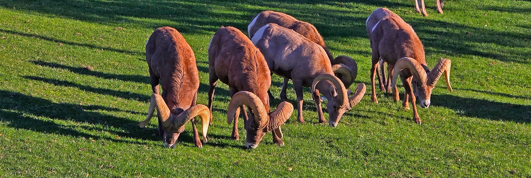 Can't Go to Boulder City and Not Stop at Big Horn Park | Boulder city Ridgeline | Lake Mead National Recreation Area, Nevada