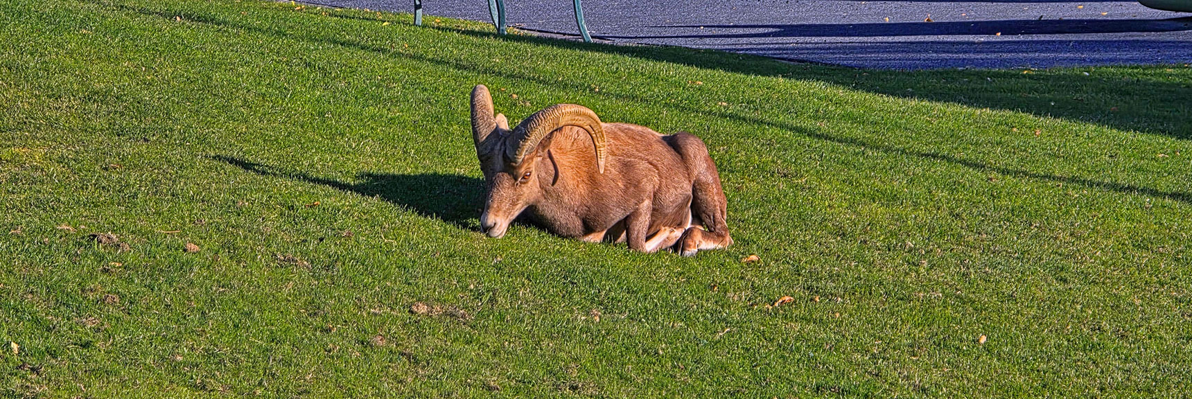 This One Got Tired and Decided to Eat While Lying Down | Boulder city Ridgeline | Lake Mead National Recreation Area, Nevada