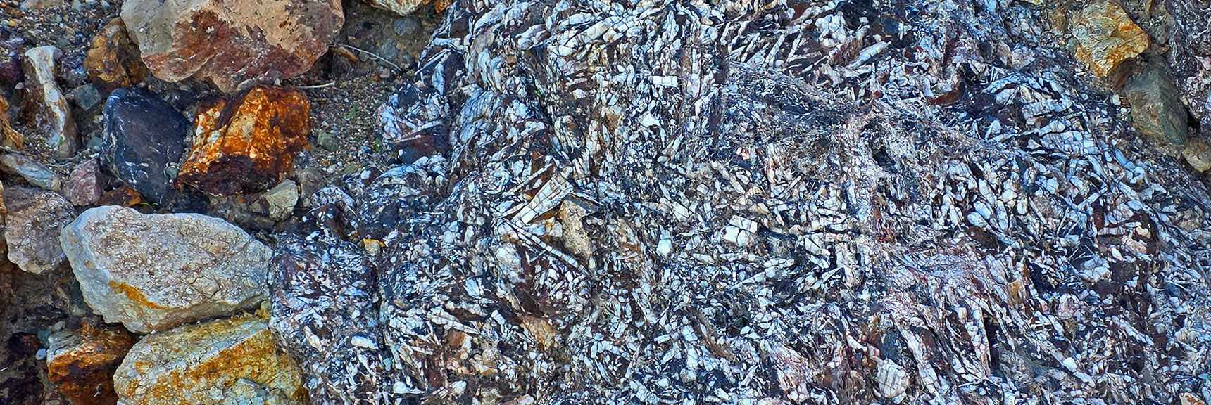 You May Only See These Here and Nowhere Else | Boulder city Ridgeline | Lake Mead National Recreation Area, Nevada