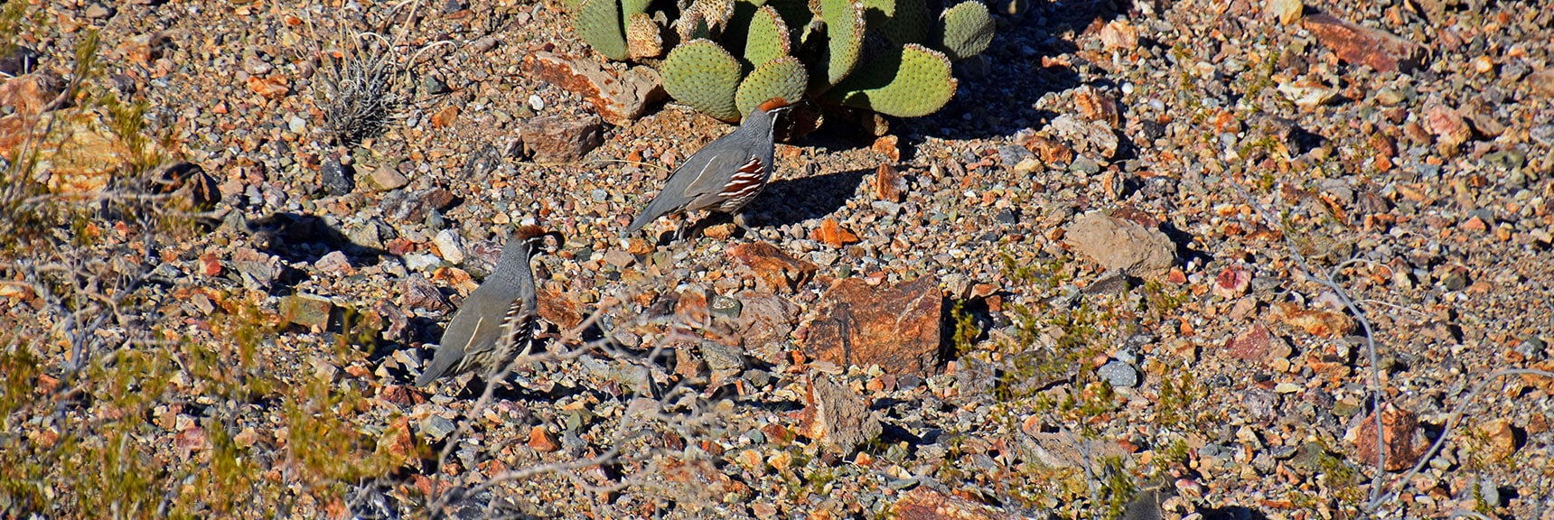 Gamble's Quail: Native Species Widespread Throughout the Desert | Boulder city Ridgeline | Lake Mead National Recreation Area, Nevada