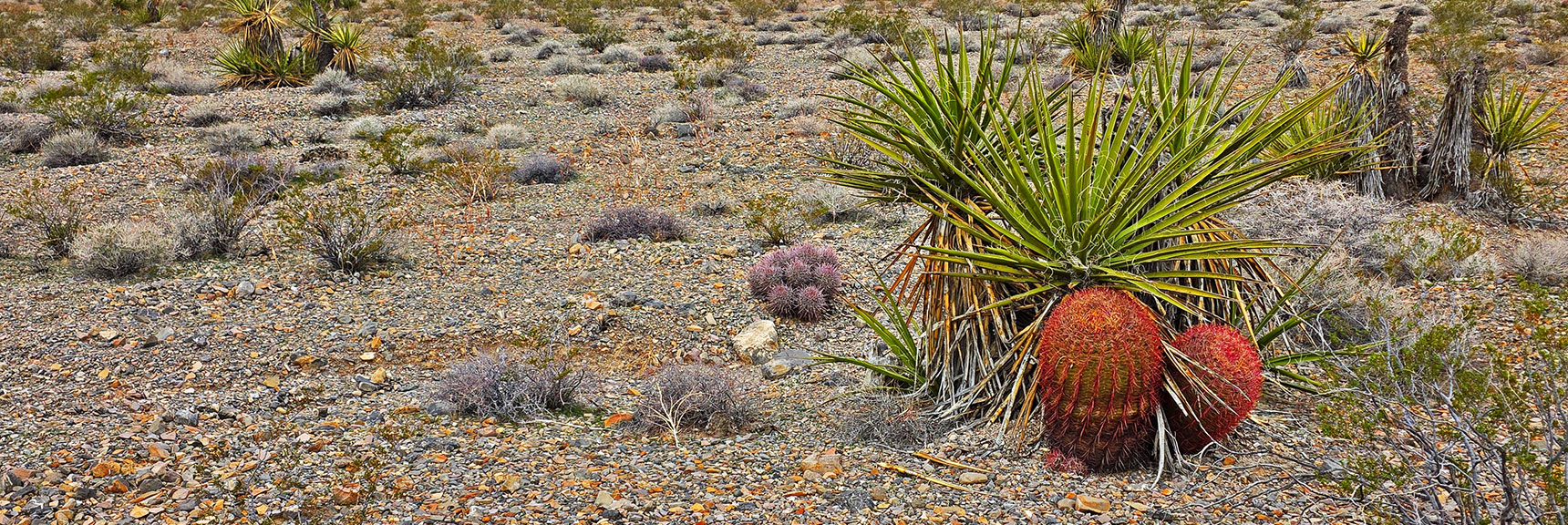 With Gradual Altitude Gain, Yucca and Cacti Begin Appearing. | Castle Rock Loop | Desert National Wildlife Refuge, Nevada