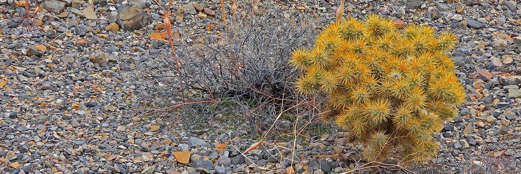 The 1-Pebble Deep "Desert Pavement" Surface Protects Ground from Erosion | Castle Rock Loop | Desert National Wildlife Refuge, Nevada