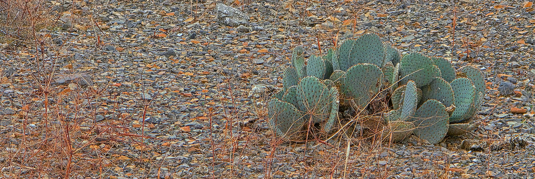 Prickly Pear Cactus Bloom in Spring, Fruit in Fall. | Castle Rock Loop | Desert National Wildlife Refuge, Nevada
