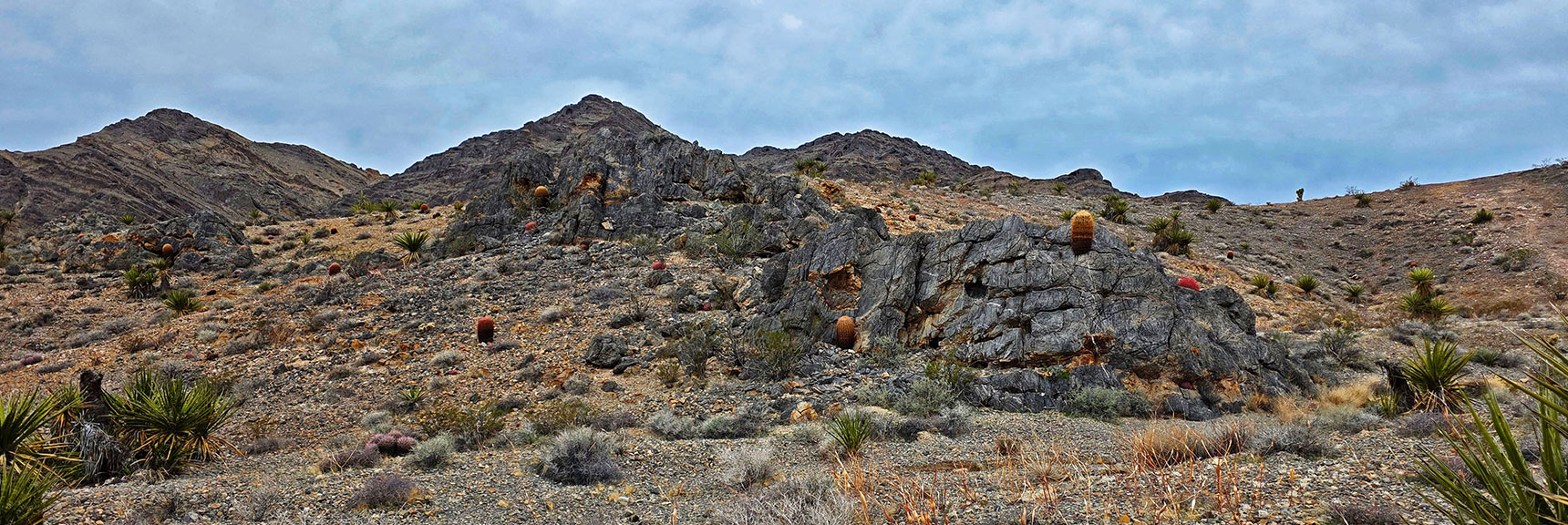 Beautiful California Barrel Cacti Rock Gardens in the Gap | Castle Rock Loop | Desert National Wildlife Refuge, Nevada