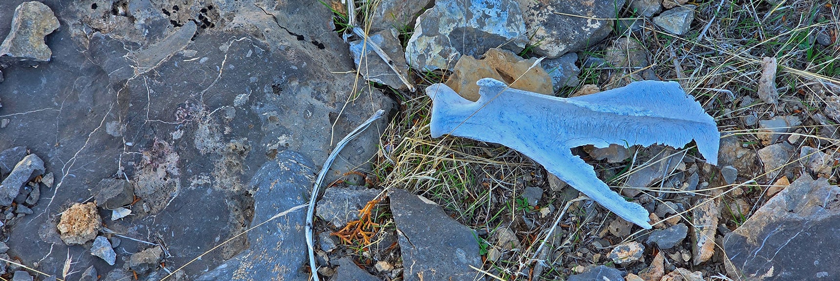 Can Be a Brutal Environment for Animals Who Call This Home | La Madre Ridgeline Eastern Grand Crossing Loop | La Madre Mountains Wilderness, Nevada