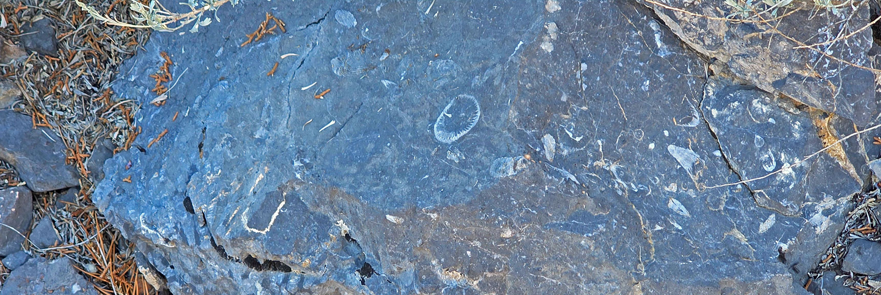 Many Fossils Embedded in Limestone All Along Approach Ridge | La Madre Ridgeline Eastern Grand Crossing Loop | La Madre Mountains Wilderness, Nevada