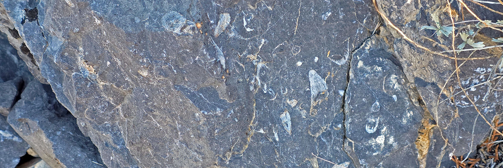 Sea Shell Calcium Mixed with Mud to Form Limestone (cement). | La Madre Ridgeline Eastern Grand Crossing Loop | La Madre Mountains Wilderness, Nevada