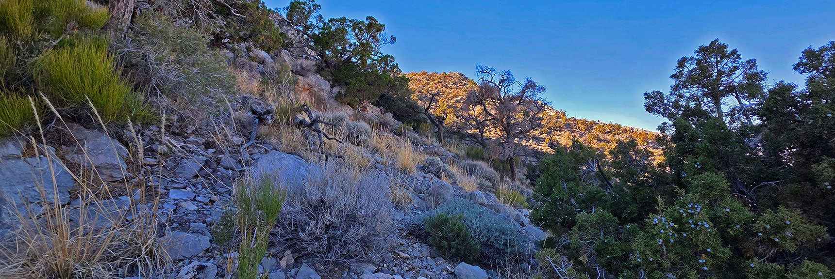 View Back Up Descent Gully. Was an Easy Walk. | La Madre Ridgeline Eastern Grand Crossing Loop | La Madre Mountains Wilderness, Nevada