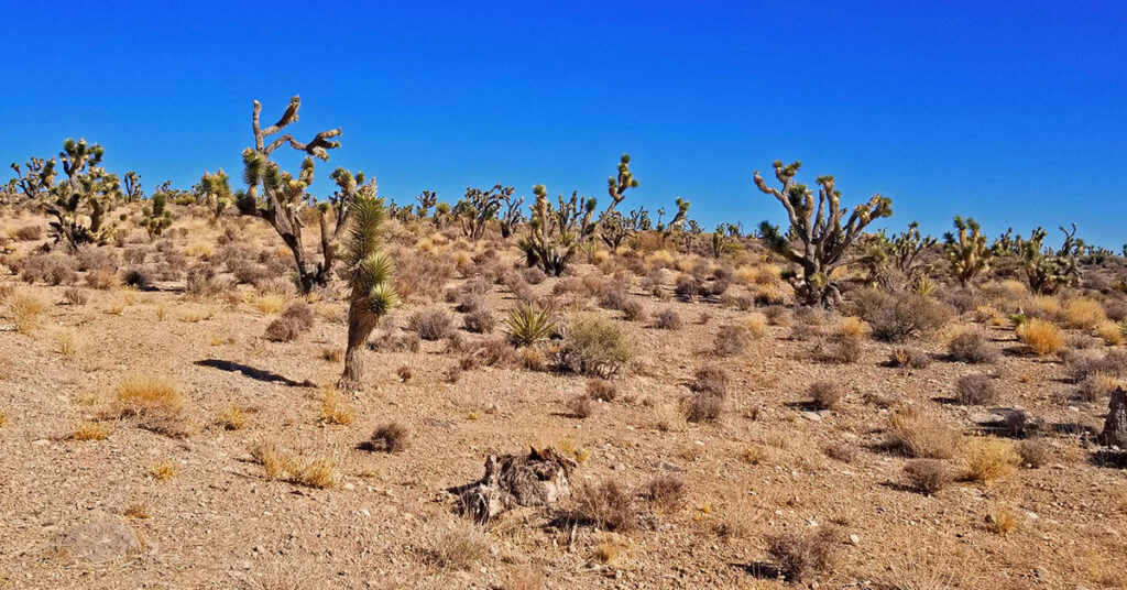Wee thump Joshua Tree Wilderness, Nevada