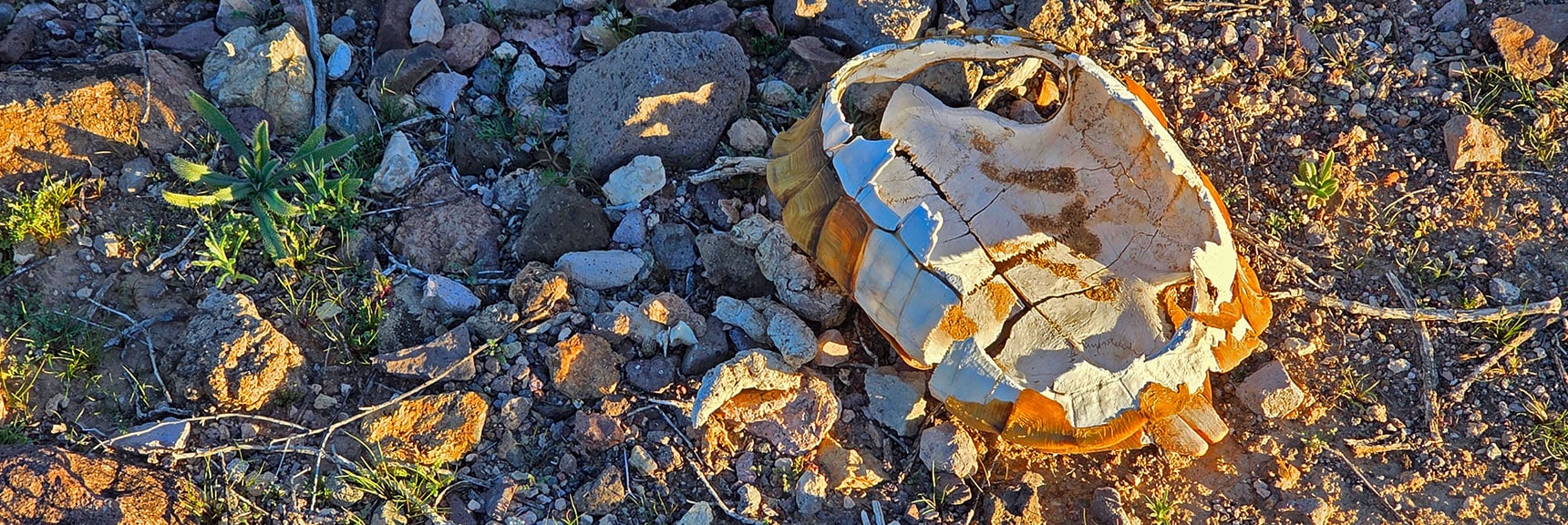 Nobody Crosses This Open Desert. You're the First to See What's Here. | Mohave Overlook | Eldorado Wilderness, Nevada