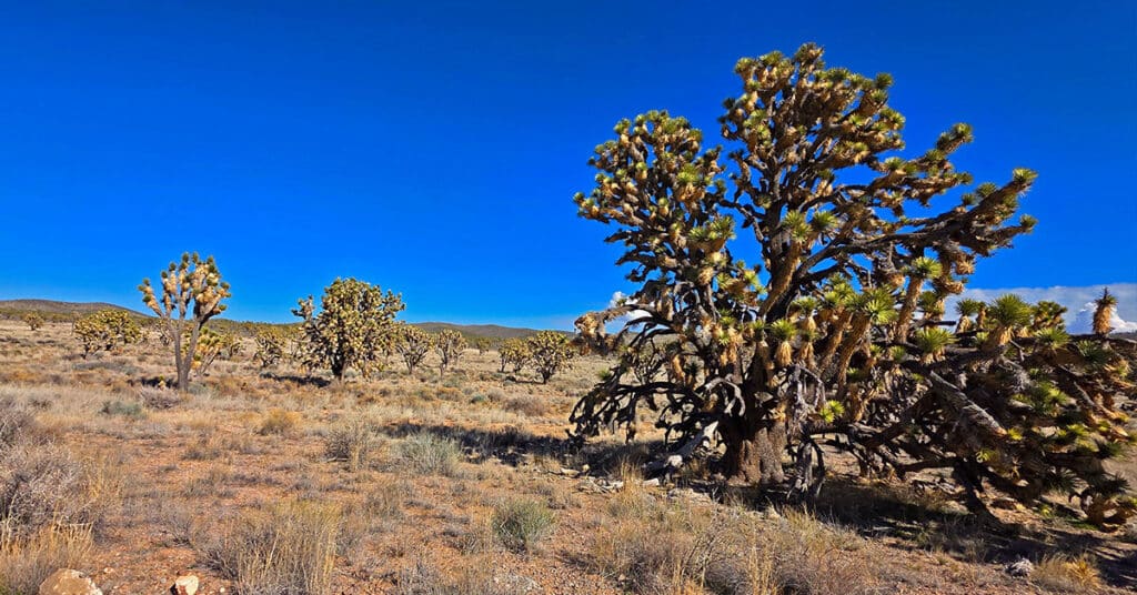 Wee Thump Joshua Tree Wilderness, Nevada