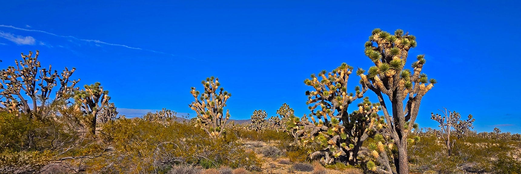 Begin Crossing Through Wilderness. N. End of McCullough Mts. as Guide. | Wee Thump Joshua Tree Wilderness, Nevada