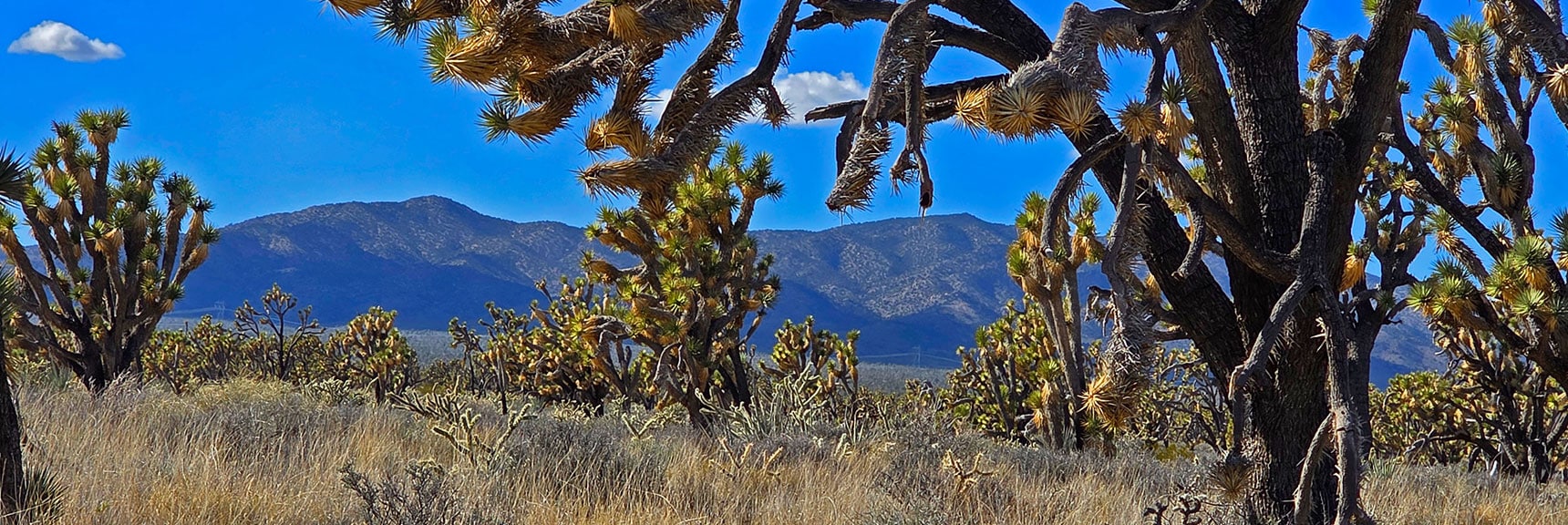 McCullough Mt. Through the Joshua Trees | Wee Thump Joshua Tree Wilderness, Nevada