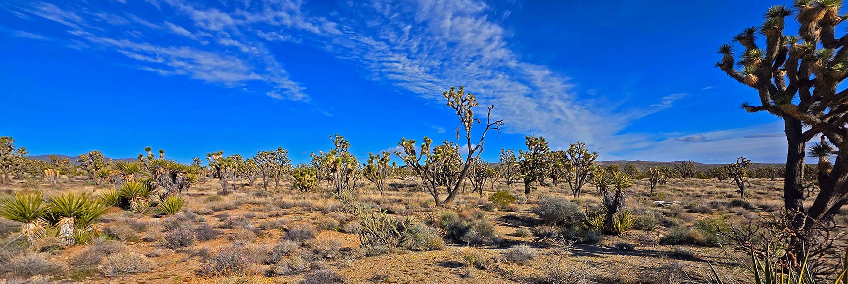Joshua Trees, Sage, Grasses, Yucca, Cholla Cacti, Creosotes are Main Plants | Wee Thump Joshua Tree Wilderness, Nevada