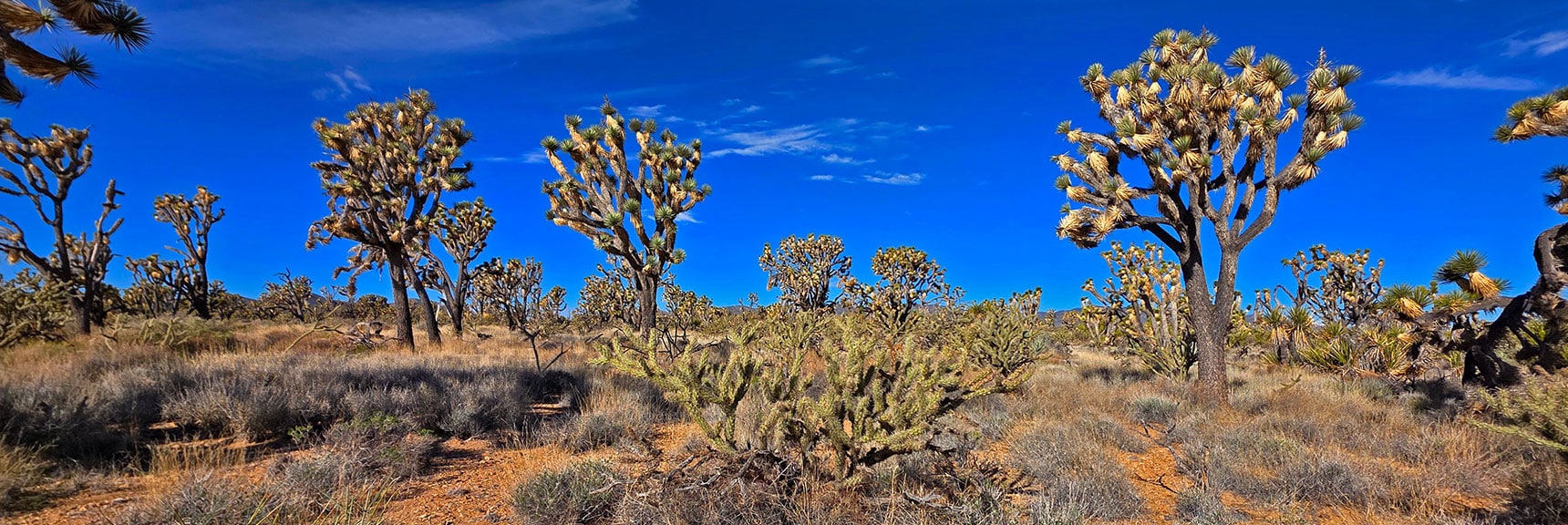 Joshua Trees Space Themselves to Conserve Water in Arid Desert | Wee Thump Joshua Tree Wilderness, Nevada