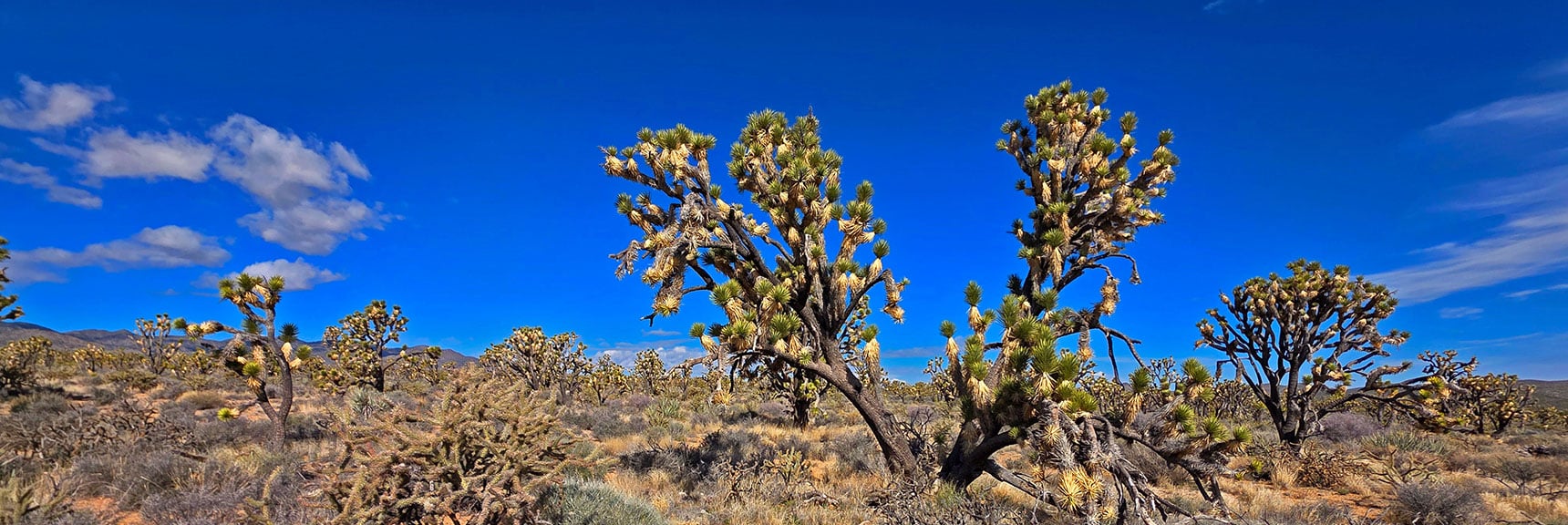 Joshua Trees Form Many Fantastic Shapes. Like Snowflakes, Each Unique | Wee Thump Joshua Tree Wilderness, Nevada