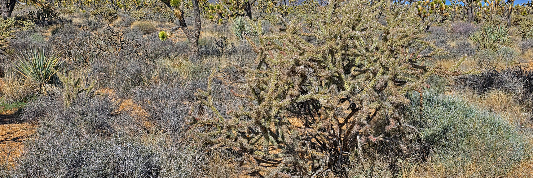 Cholla Cacti Grow Huge in This Environment | Wee Thump Joshua Tree Wilderness, Nevada