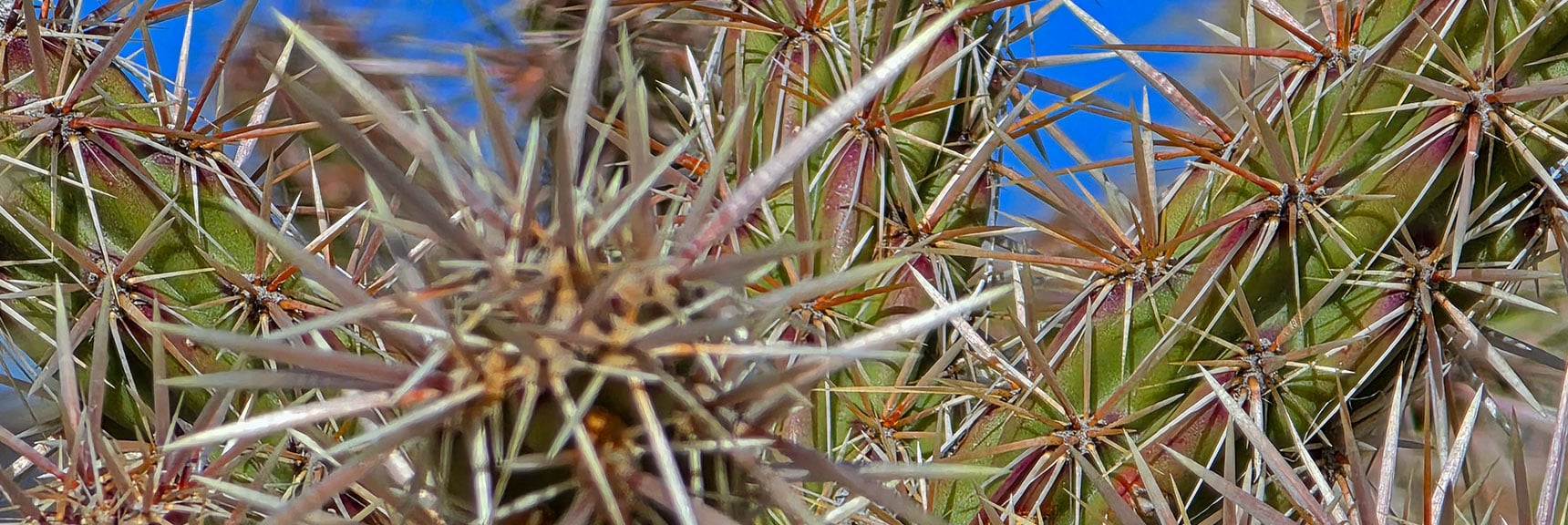 Ends Break Off and Cling to You if Touched. | Wee Thump Joshua Tree Wilderness, Nevada