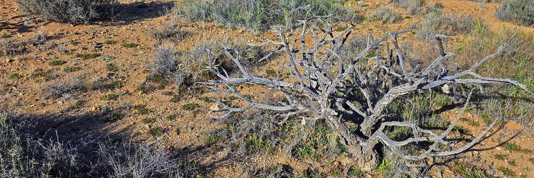 Cholla Cacti Skeleton Shows Inner Framework That Holds Plant Together. | Wee Thump Joshua Tree Wilderness, Nevada
