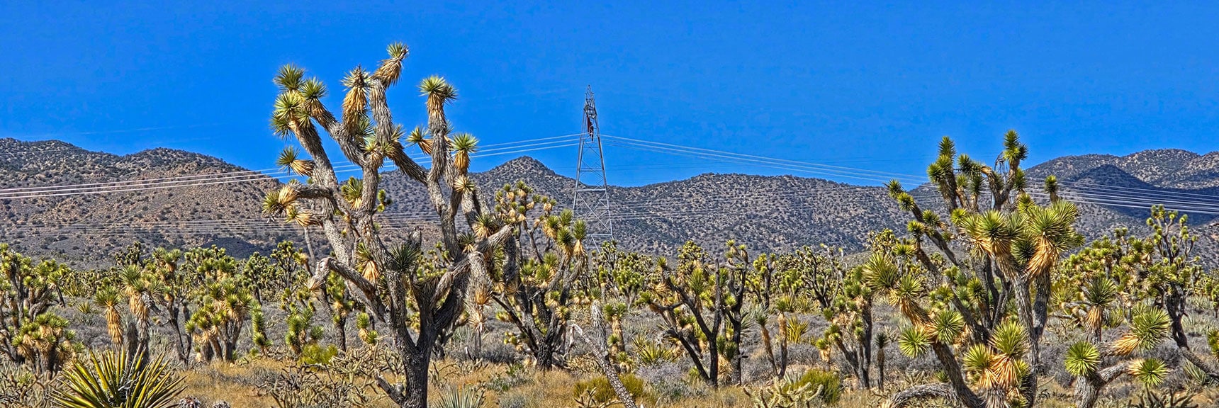 Powerline Road Forms the Western Boundary of the Wilderness Area | Wee Thump Joshua Tree Wilderness, Nevada