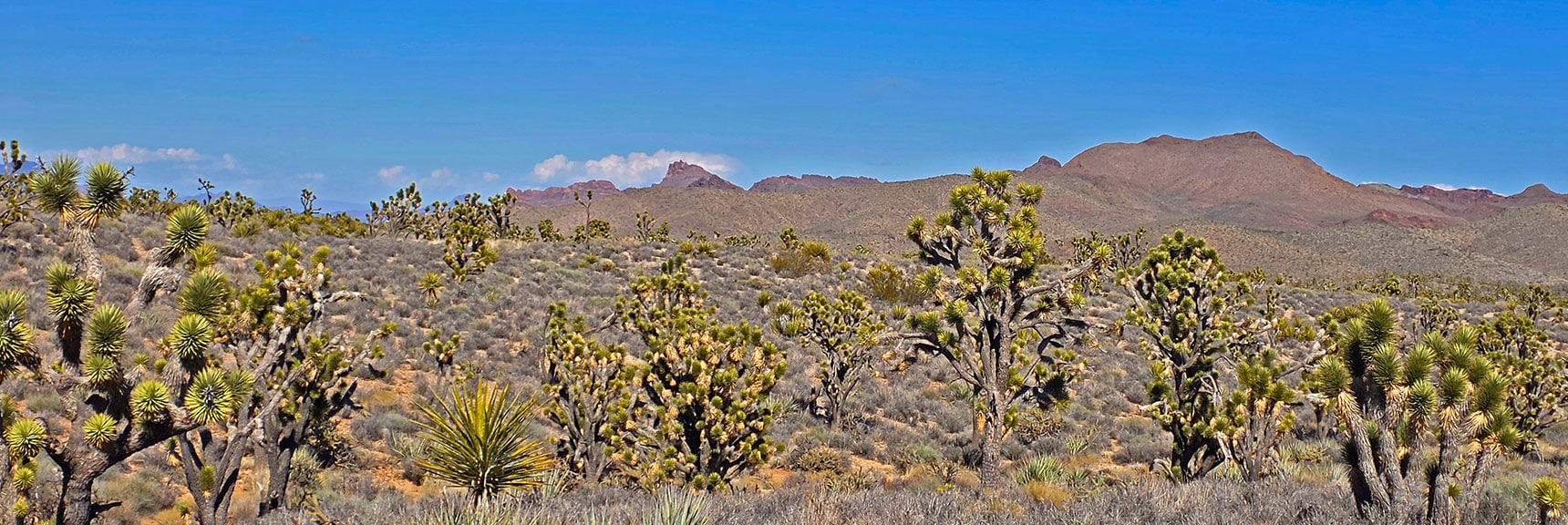 Castle Tower, North Castle & Highland Range (Bighorn Refuge) to the North | Wee Thump Joshua Tree Wilderness, Nevada