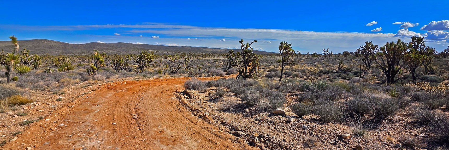 Continue Along N Joshua Tree Rd. Ridge Ahead Offers Great Aerial Views | Wee Thump Joshua Tree Wilderness, Nevada