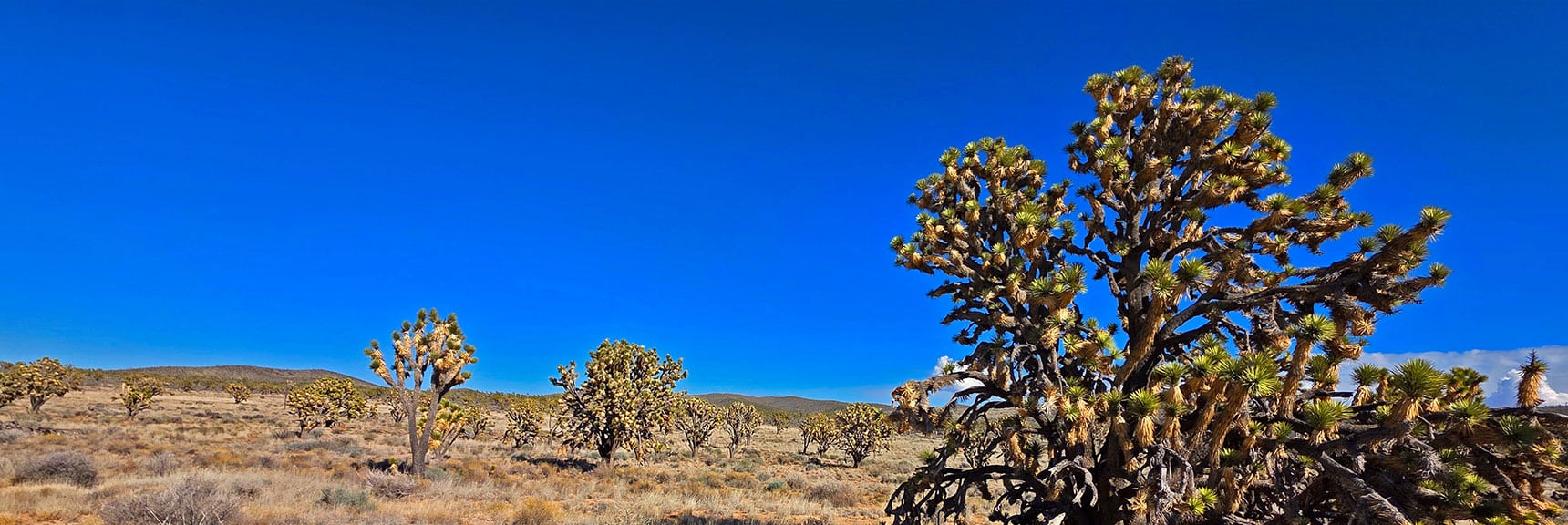 Joshua Trees Thin Out a Bit on NE Edge. | Wee Thump Joshua Tree Wilderness, Nevada