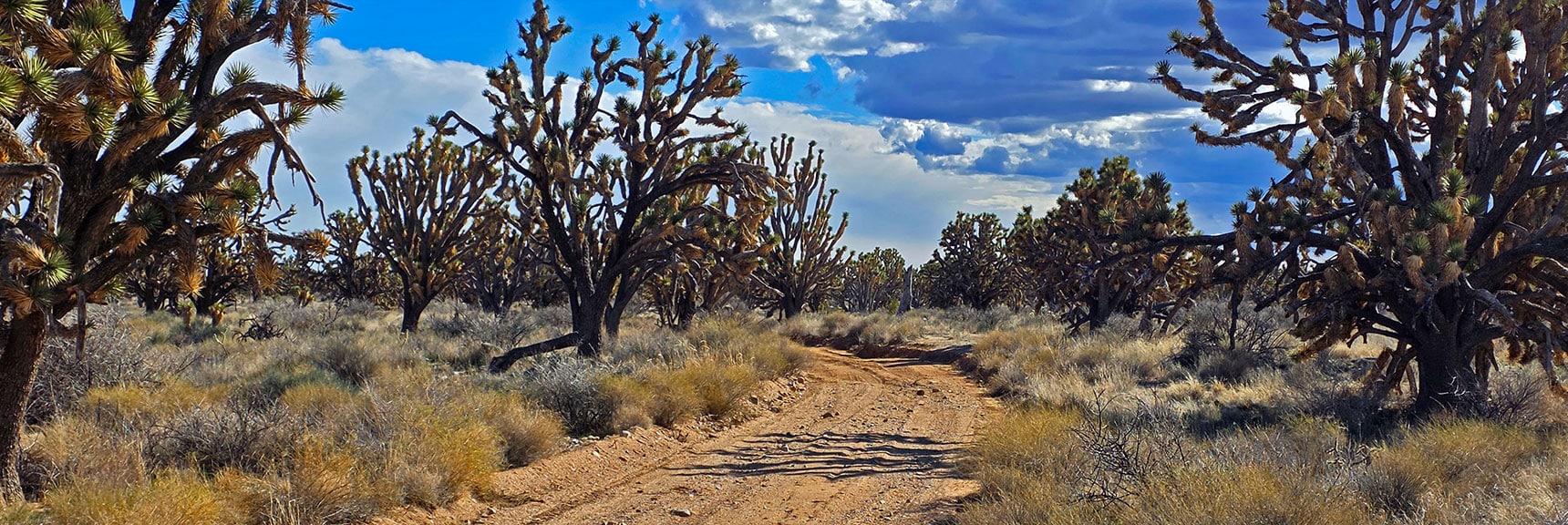 East Road Passes Through Thick Joshua Tree Stands | Wee Thump Joshua Tree Wilderness, Nevada
