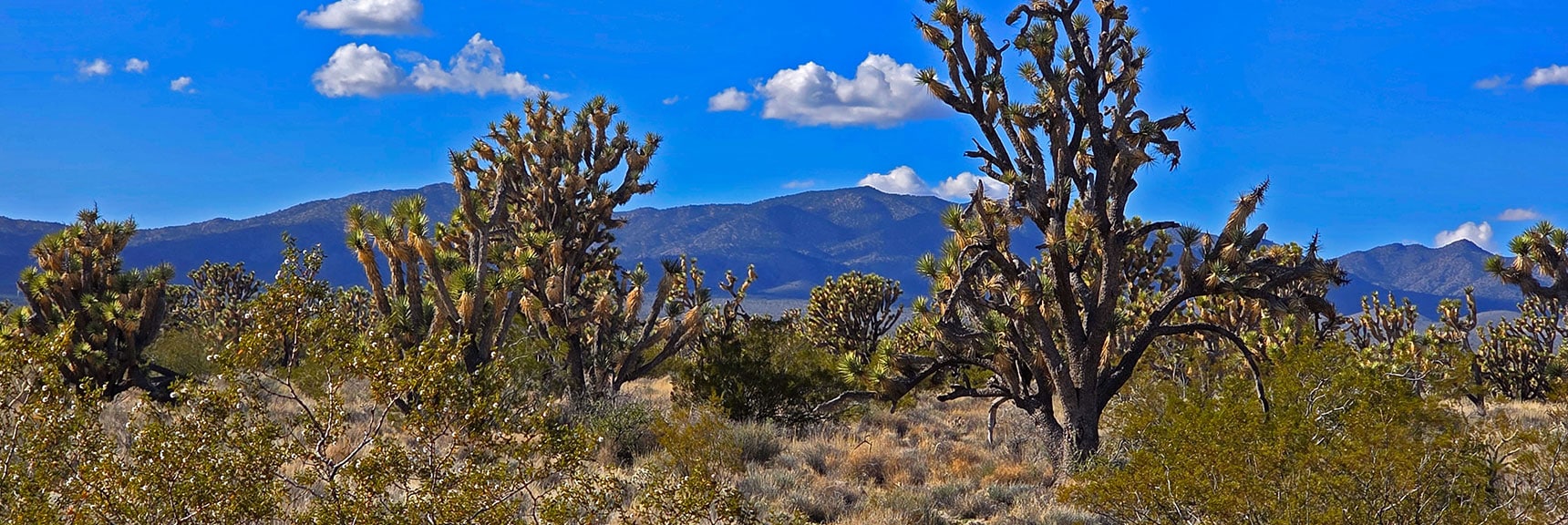 McCullough Mt. to the West, Seen Through Ancient Joshua Tree Stands | Wee Thump Joshua Tree Wilderness, Nevada