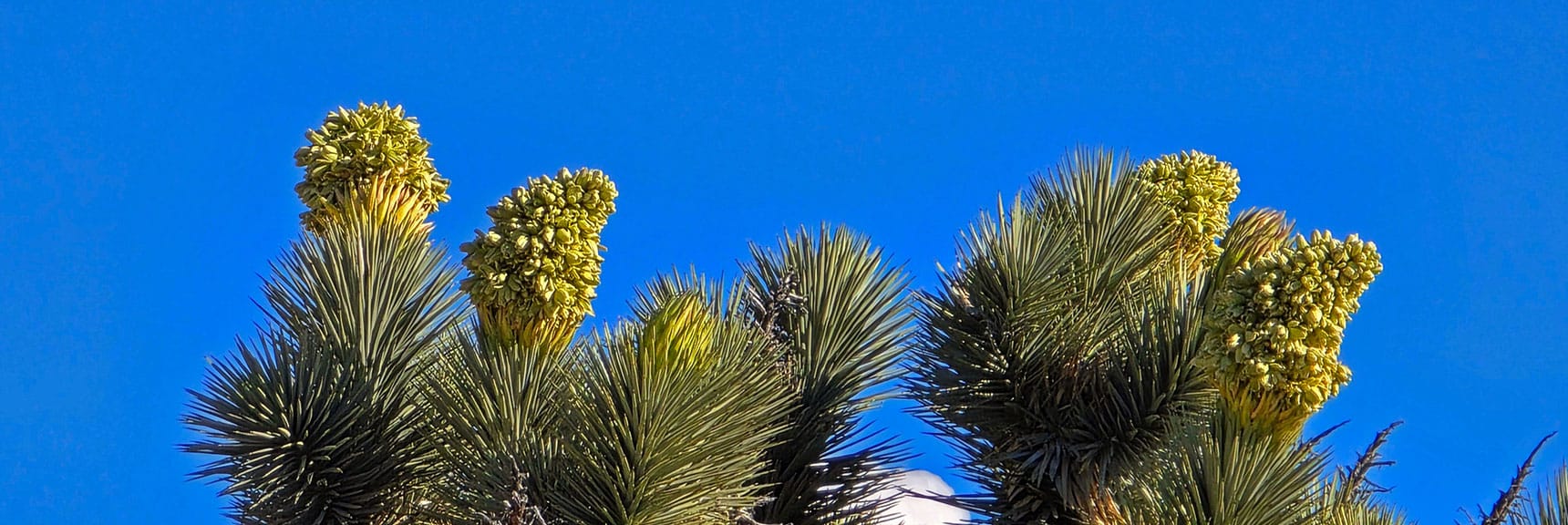 Joshua Trees Burst into Spectacular White Blooms in the Spring. Buds Appearing. | Wee Thump Joshua Tree Wilderness, Nevada
