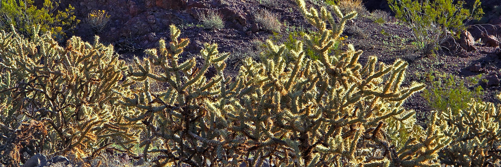 More Cholla Cacti. Ends Break Off Easily, Cling to Your Skin. Don't Touch! | Lonesome Wash to the Colorado River | Eldorado Wilderness, Nevada