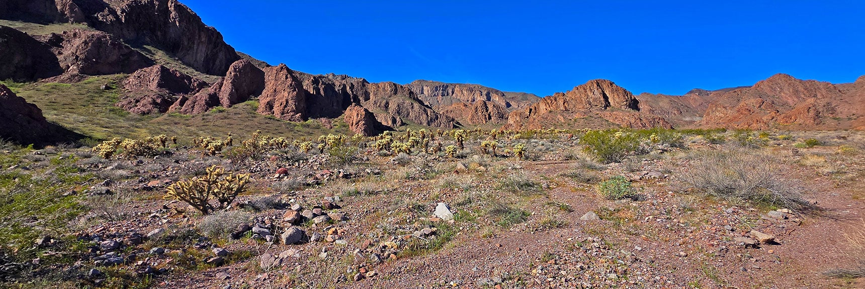 View Back Up the Wash from Further Down. Note Cholla Fields. | Lonesome Wash to the Colorado River | Eldorado Wilderness, Nevada