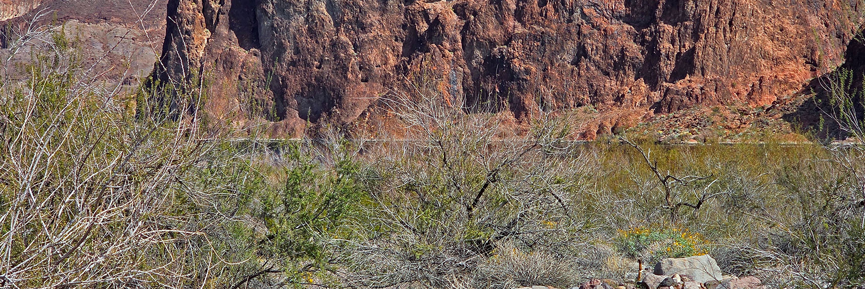 There is No Way Through This Brush. Possible Bypass Slope on N Side. | Lonesome Wash to the Colorado River | Eldorado Wilderness, Nevada