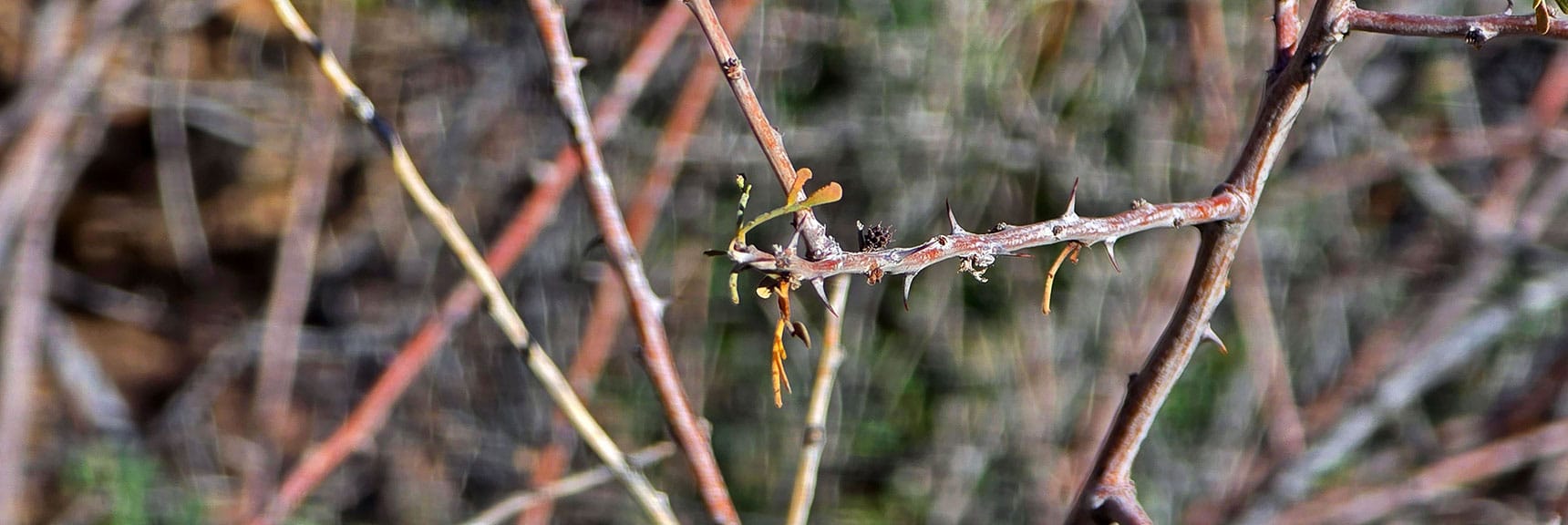 Many "Assassin Plants" with Long Spindly Vines That Cling and Tear. | Lonesome Wash Upper Entrance | Eldorado Wilderness, Nevada