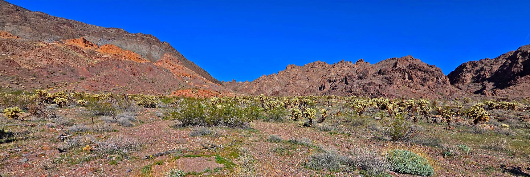Huge Fields of Teddy Bear Cholla Cacti Begin. View To Mohave Overlook. | Lonesome Wash Upper Entrance | Eldorado Wilderness, Nevada