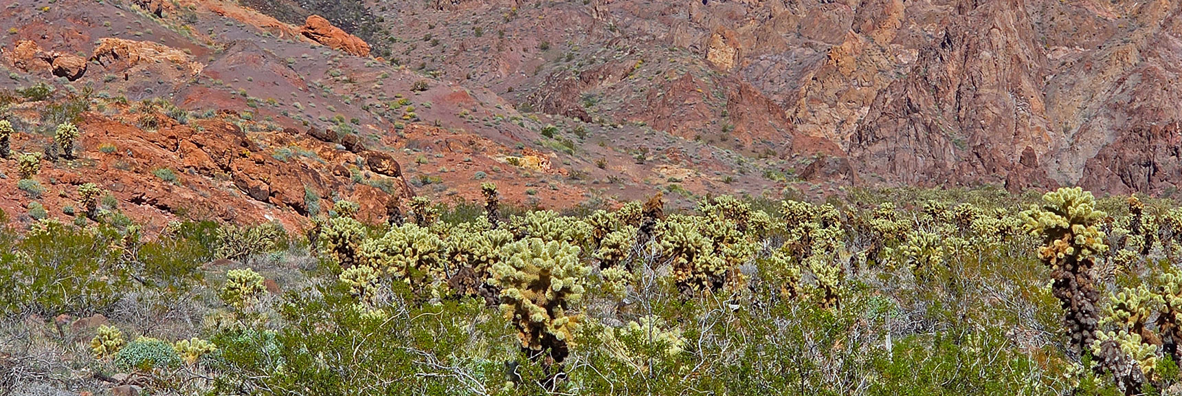 These Cacti Propagate with Flowers and When Ends Drop Off & Sprout | Lonesome Wash Upper Entrance | Eldorado Wilderness, Nevada
