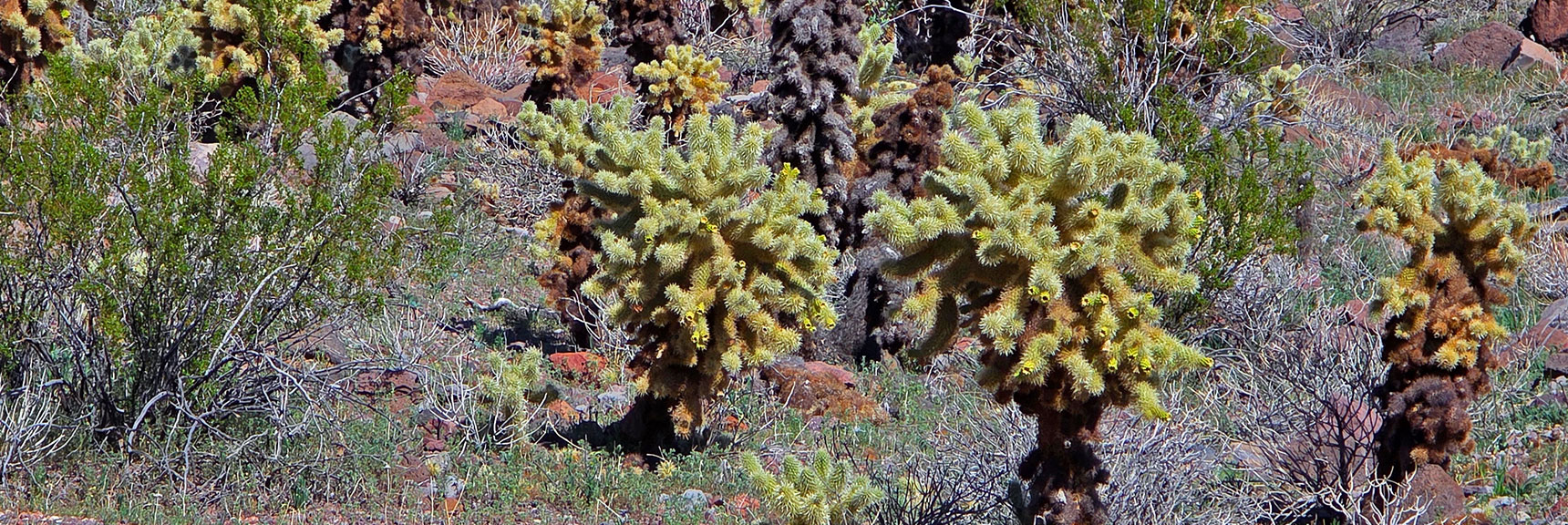 Teddy Bear Cholla Glow Golden in the Sunlight. | Lonesome Wash Upper Entrance | Eldorado Wilderness, Nevada