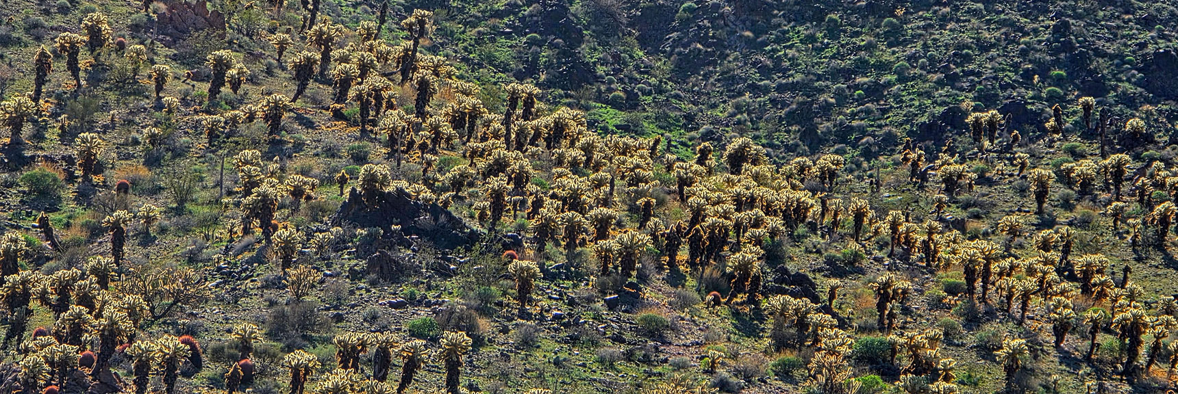 Huge Glowing Fields Blanket the Surrounding Slopes. | Lonesome Wash Upper Entrance | Eldorado Wilderness, Nevada