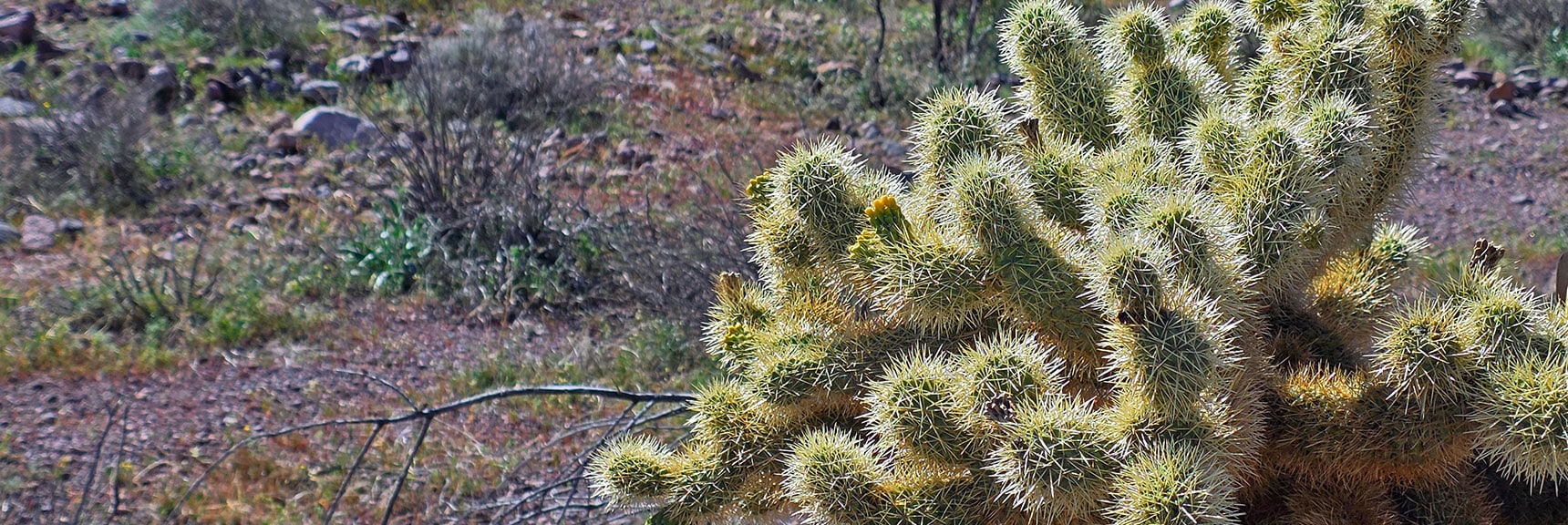 Brush Against Tips, They Cling to You and Hitch a Ride to New Location | Lonesome Wash Upper Entrance | Eldorado Wilderness, Nevada