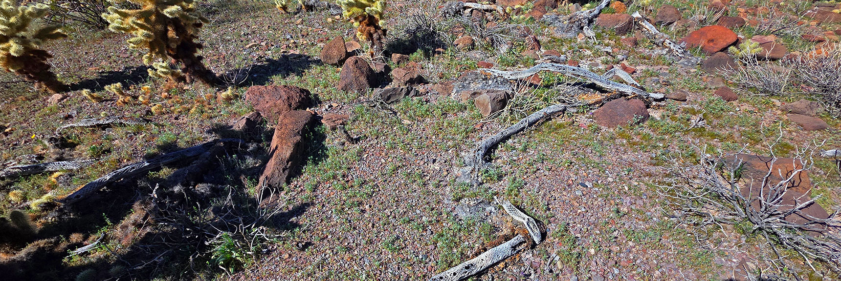 Teddy Bear Cholla Skeletons. | Lonesome Wash Upper Entrance | Eldorado Wilderness, Nevada