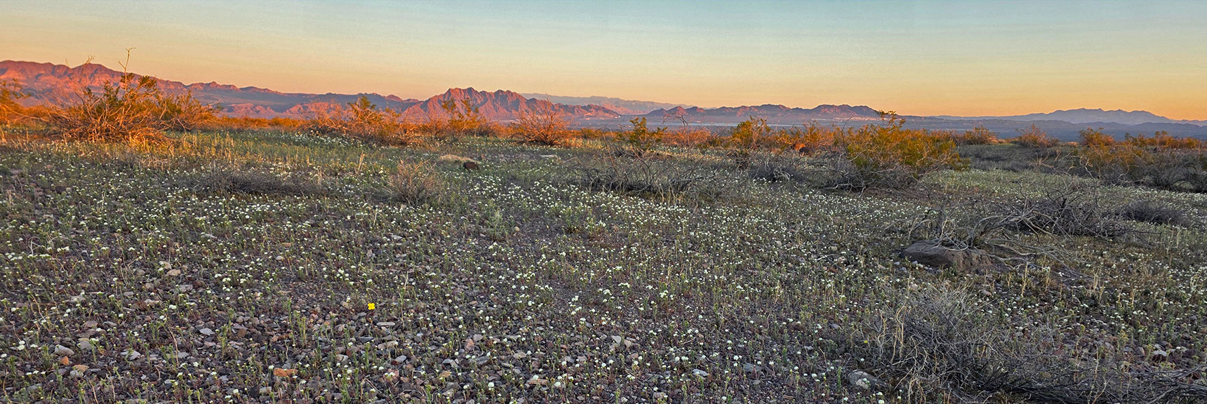 Initial 4-Mile Desert Crossing in Super Bloom! Railroad Mts. Background | Pilot Cone | Pilot Mesa | Peeper Benchmark | Eldorado Wilderness, Nevada