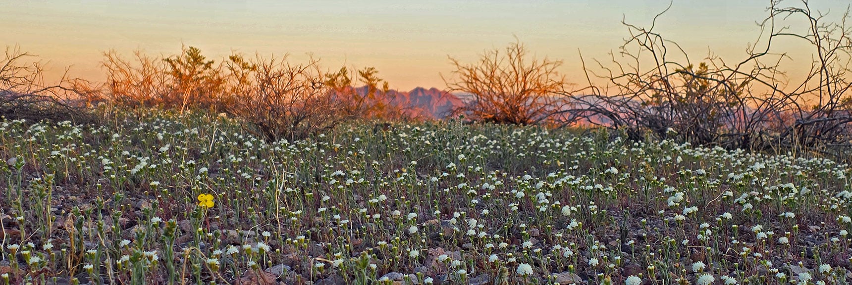 Will Discover Difference in Flowers Here (white) and on Pilot Mesa (Blue) | Pilot Cone | Pilot Mesa | Peeper Benchmark | Eldorado Wilderness, Nevada