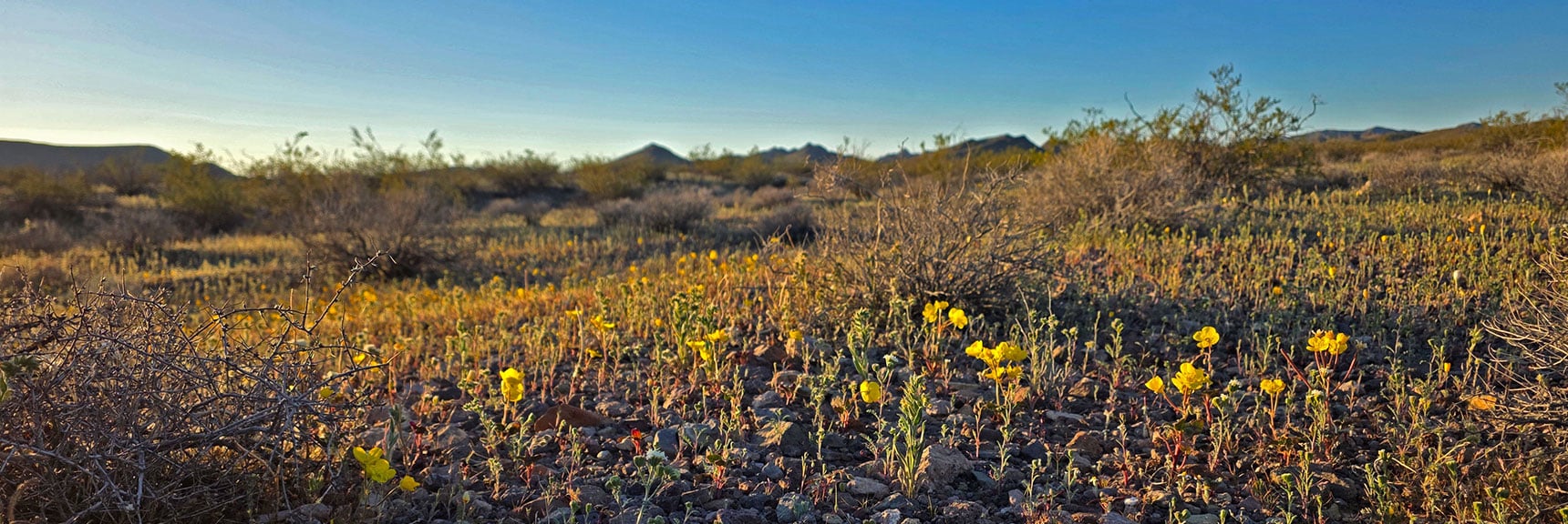 More Super Bloom! 2nd Week in March. | Pilot Cone | Pilot Mesa | Peeper Benchmark | Eldorado Wilderness, Nevada