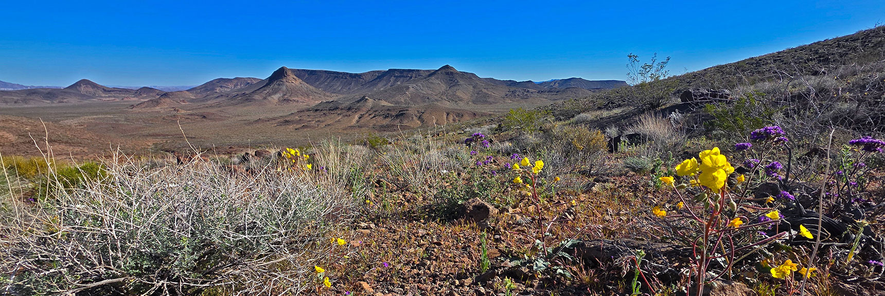 Blooms to Background: Midway Peak, Pilot Mesa, Yucca Camp Mt., Pilot Cone | Pilot Cone | Pilot Mesa | Peeper Benchmark | Eldorado Wilderness, Nevada