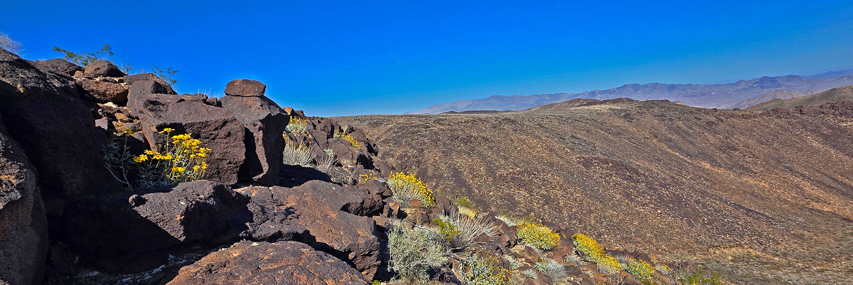 Blooms Line SE Approach Slope Just Below Pilot Mesa SE Summit! | Pilot Cone | Pilot Mesa | Peeper Benchmark | Eldorado Wilderness, Nevada
