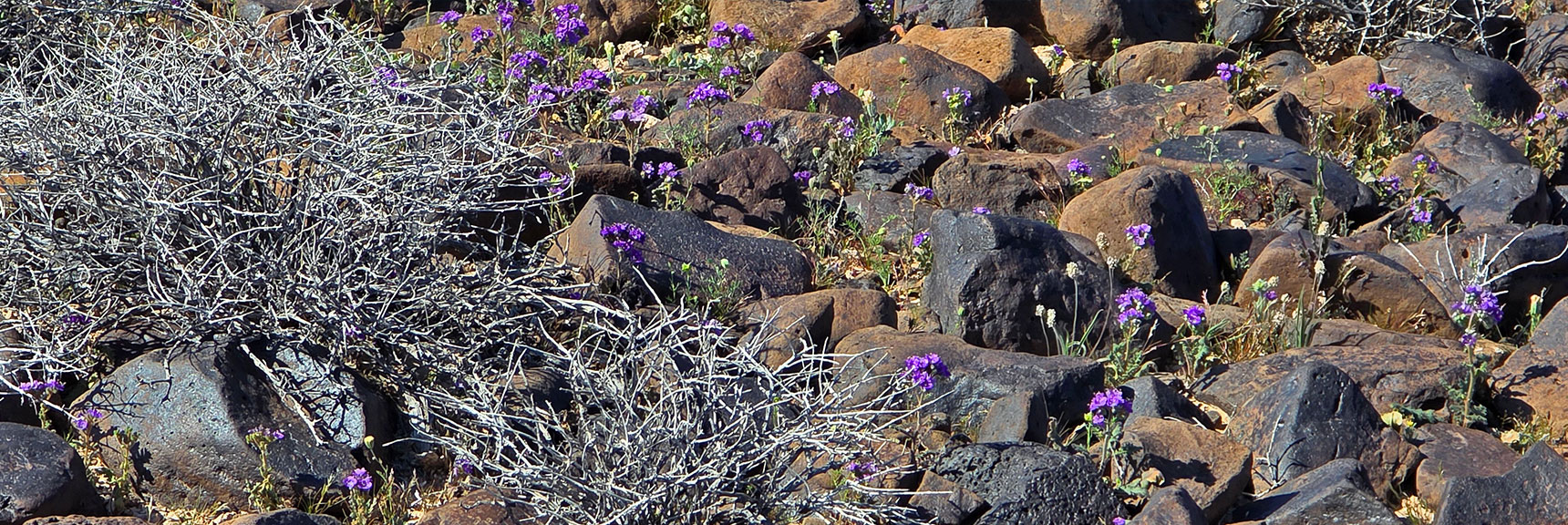 Massive Summit Has Its Own Variety of Flowers, Different from Desert Below | Pilot Cone | Pilot Mesa | Peeper Benchmark | Eldorado Wilderness, Nevada